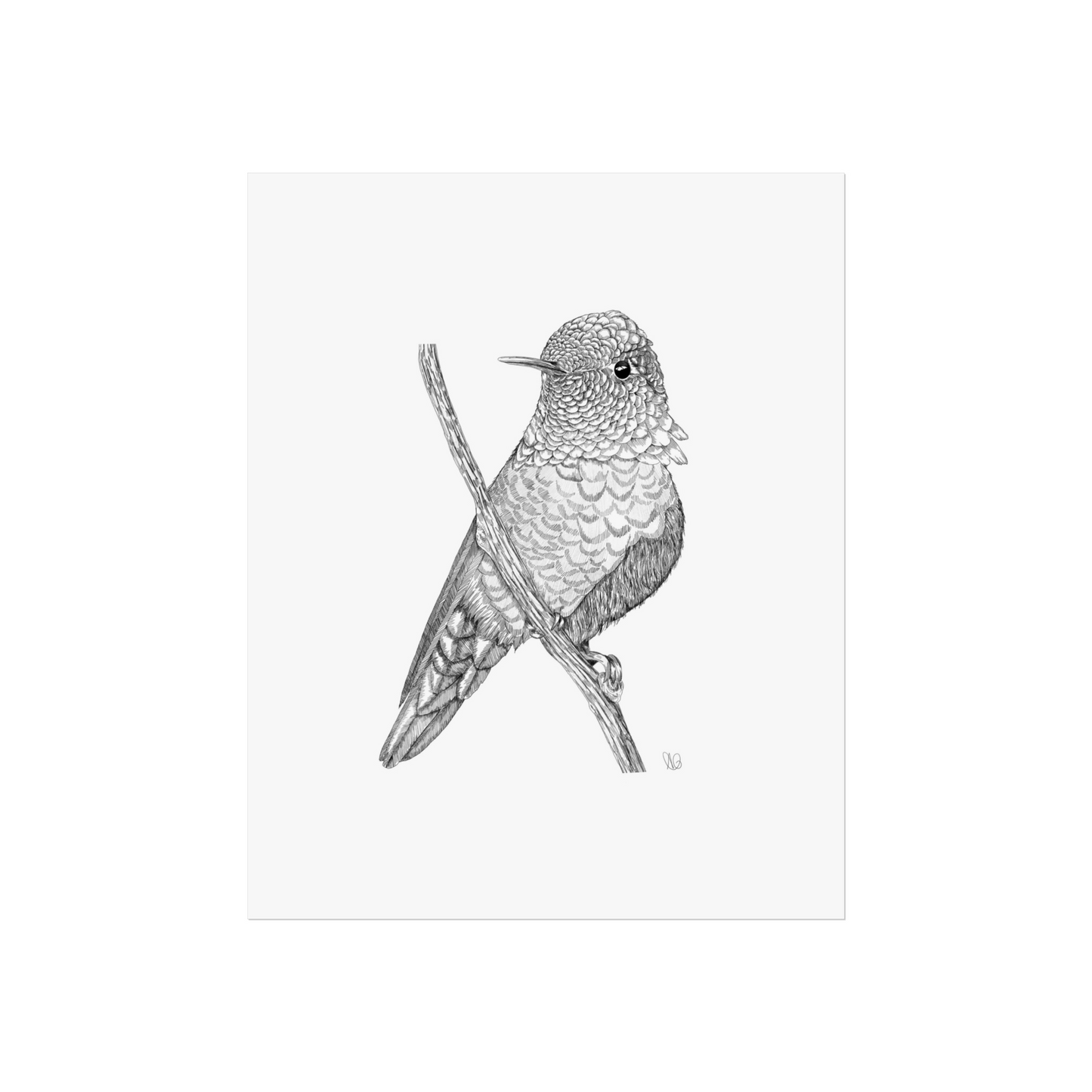 Art Print - Detailed Bird - 8” x 10”